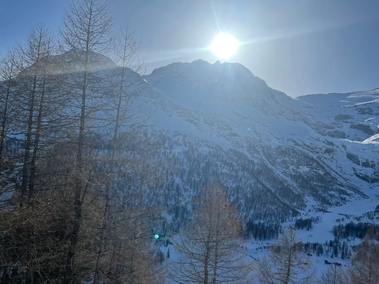 Snow-covered mountain valley with bare larch trees in the foreground, seen descending on the Bernina line