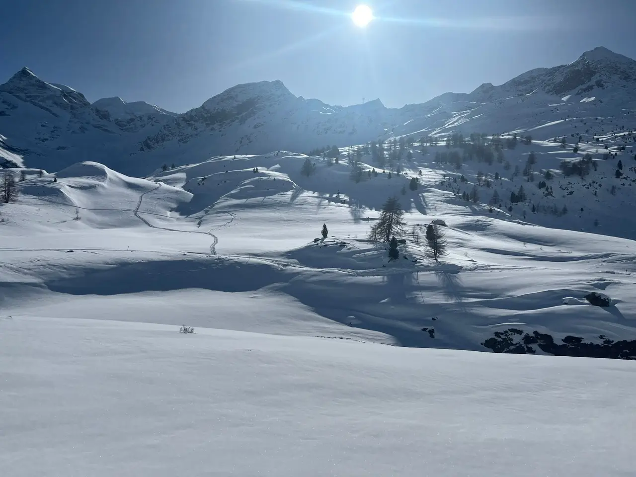High alpine plateau near the Bernina Pass, snow-covered with isolated larches and mountain peaks behind