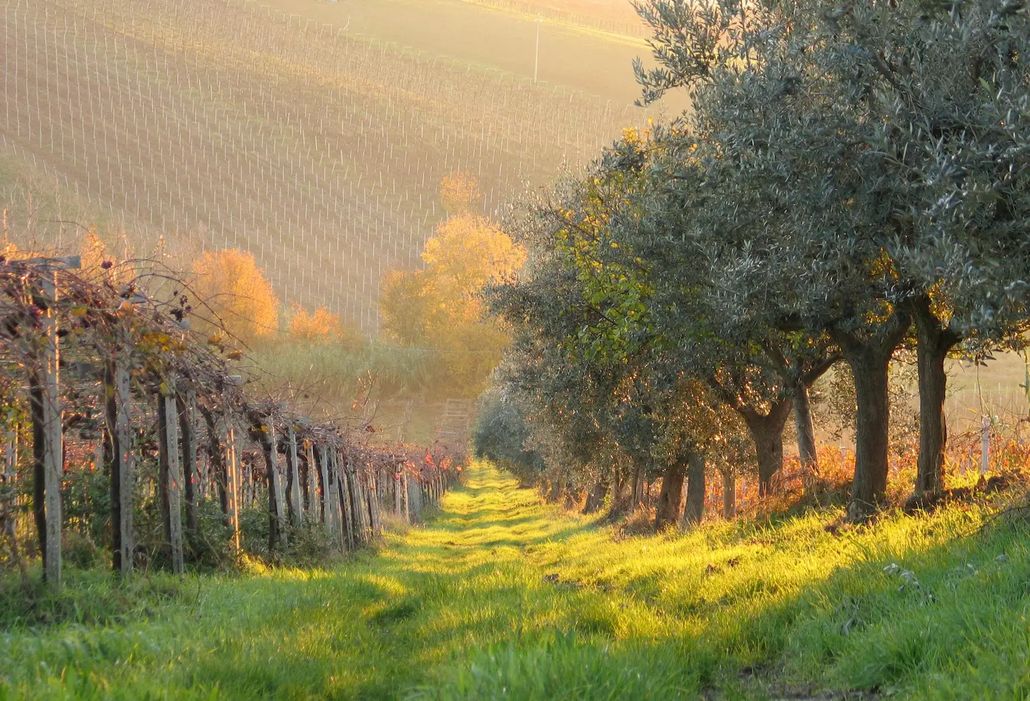 The vineyards of Oltrepò Pavese