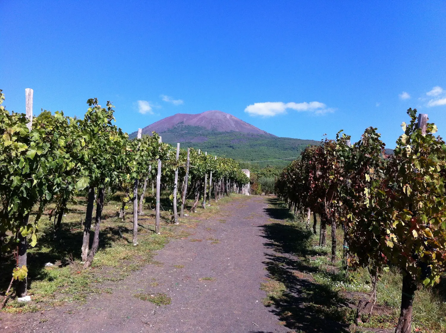 Vineyard on the slopes of Vesuvius