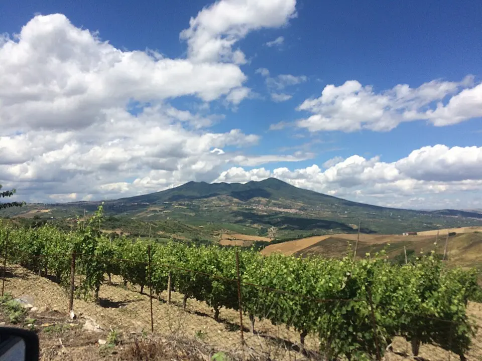 Aglianico grape growing on the volcanic slopes of Monte Vulture